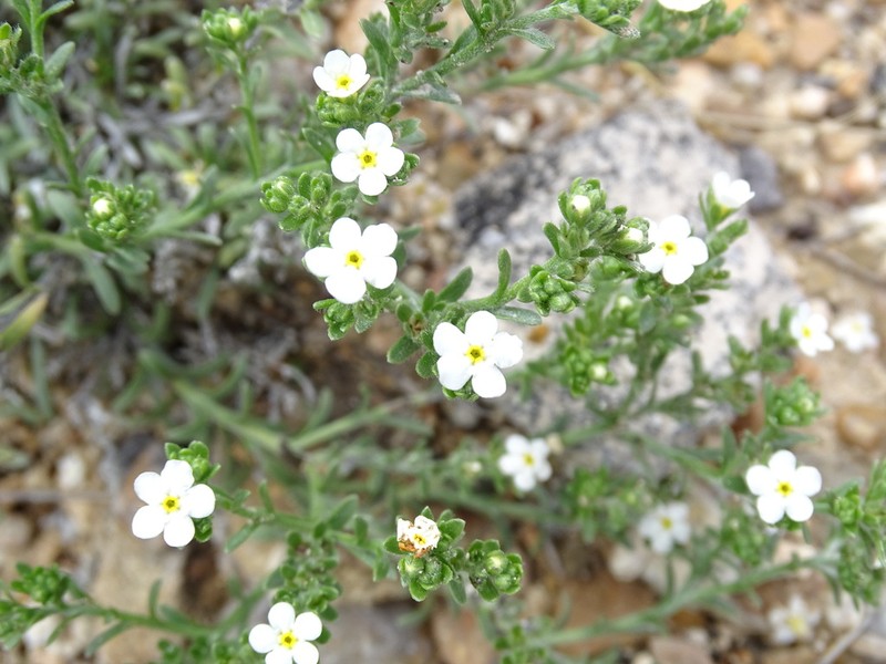 Antiphytum caespitosum photo 6
