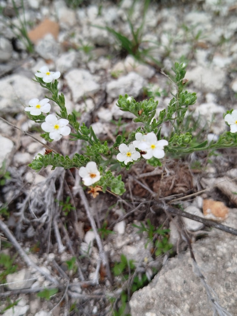 Antiphytum caespitosum photo 7