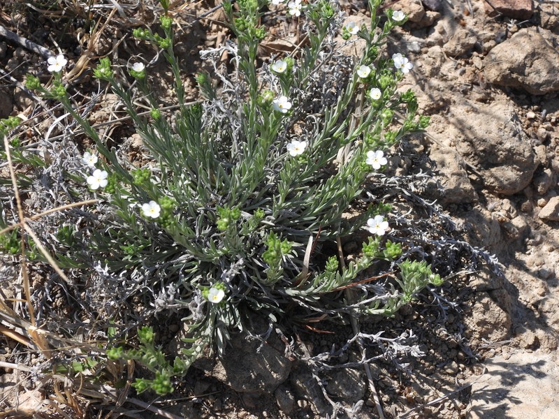 Antiphytum caespitosum photo 8