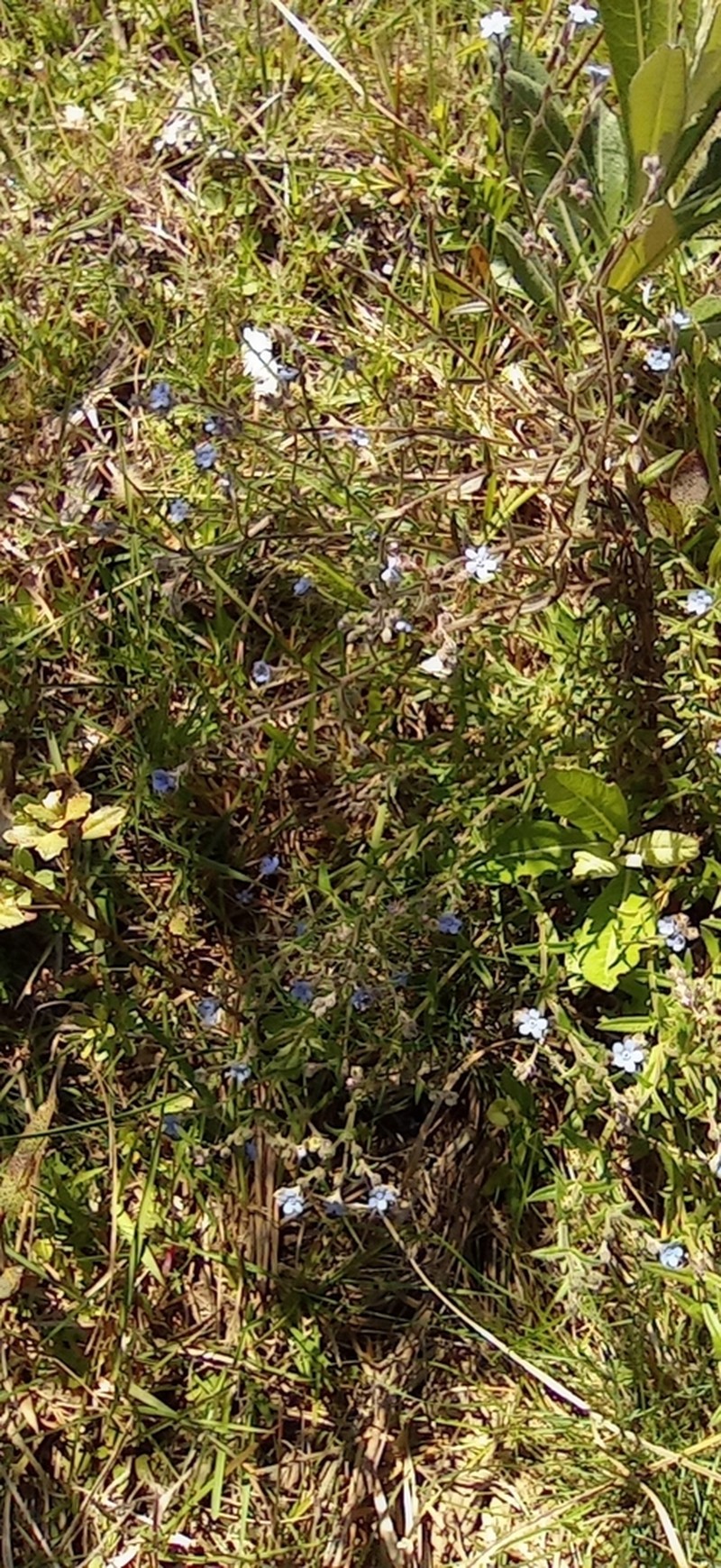 Antiphytum cruciatum