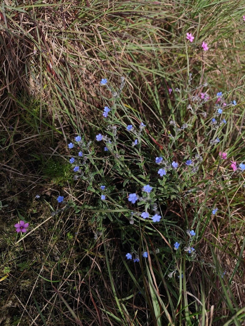 Antiphytum cruciatum photo 2