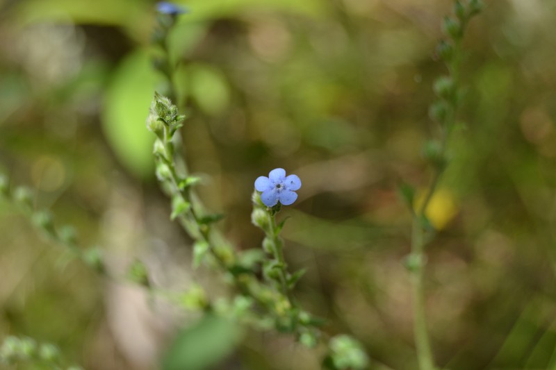 Antiphytum cruciatum photo 5