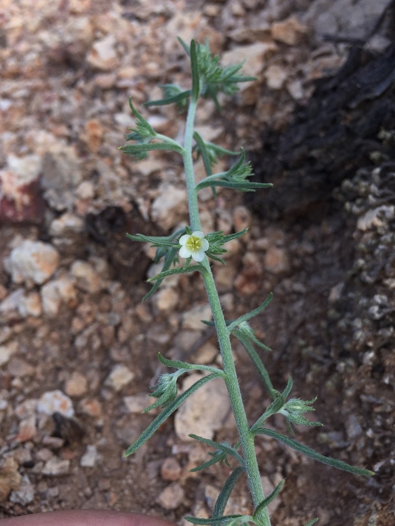 Texas Saucerflower