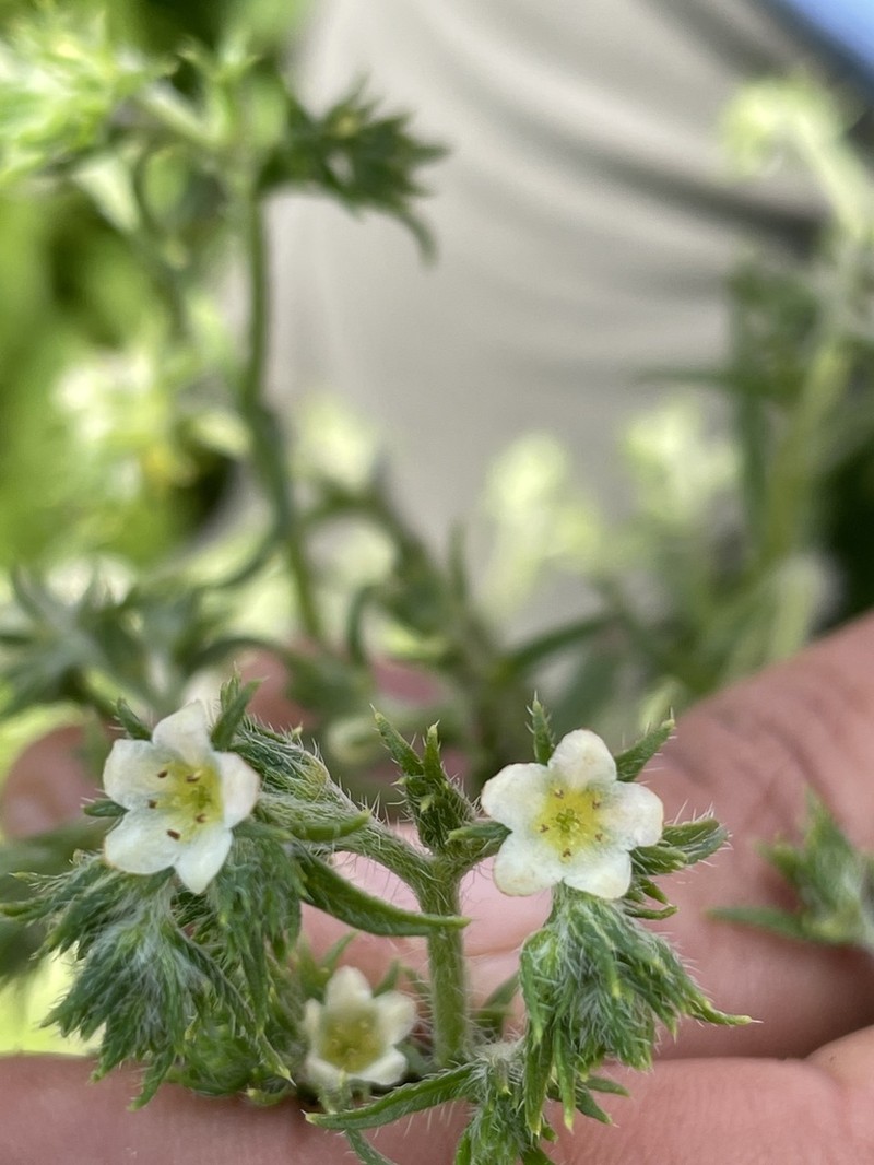 Texas Saucerflower photo 2