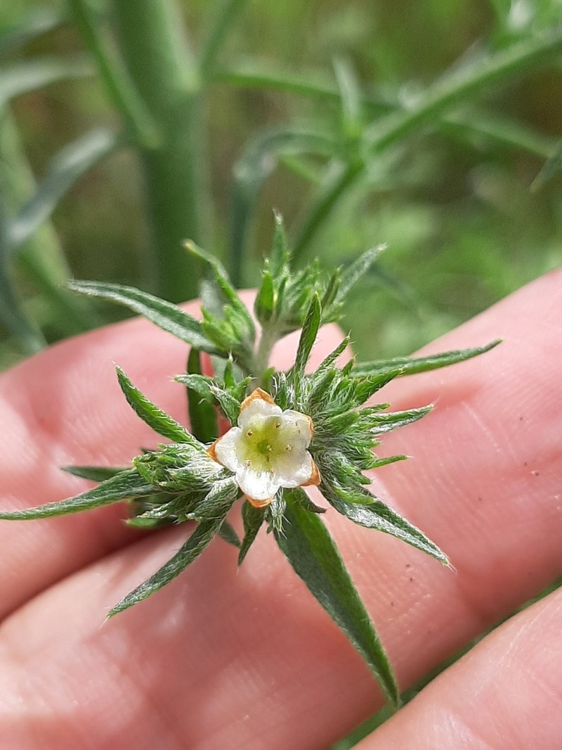 Texas Saucerflower photo 3