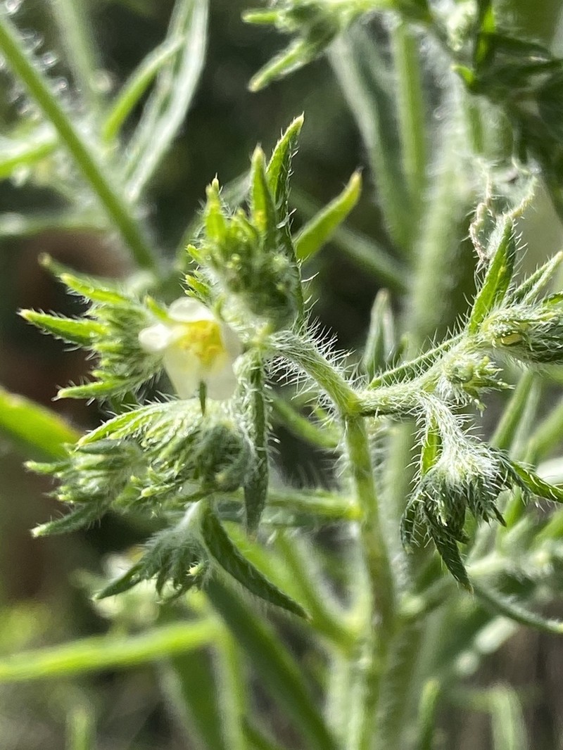 Texas Saucerflower photo 5