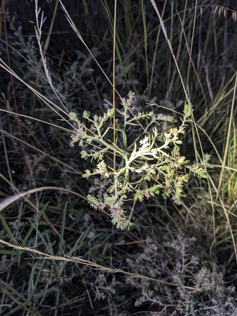 Texas Saucerflower photo 6