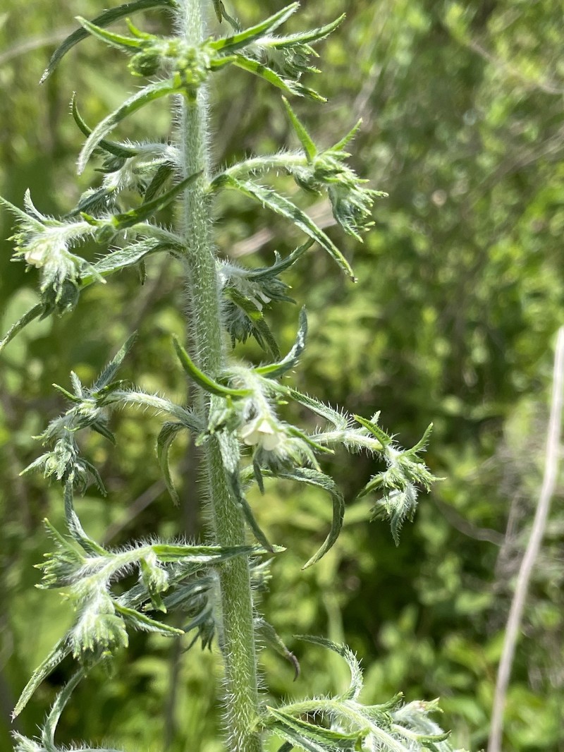 Texas Saucerflower photo 8