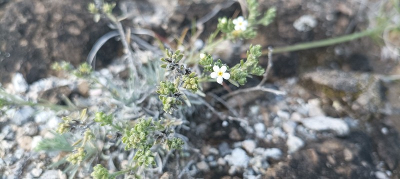 Mexican Saucerflower