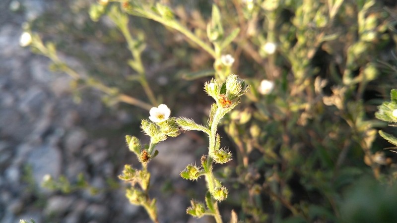 Mexican Saucerflower photo 2