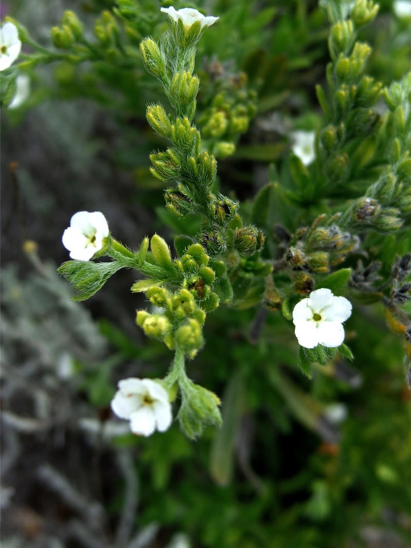 Mexican Saucerflower photo 3