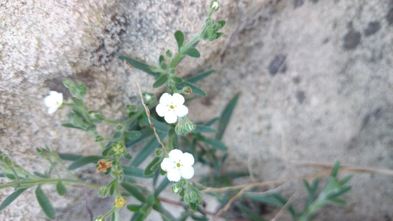 Mexican Saucerflower photo 4