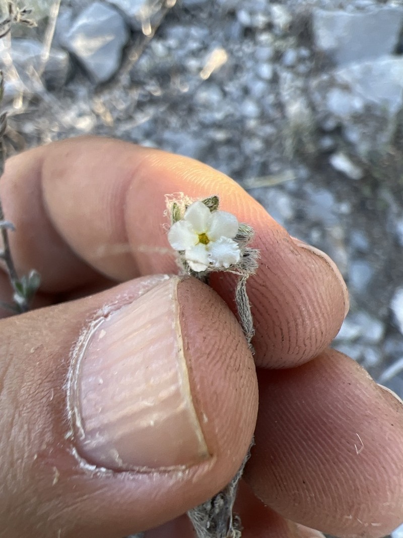 Mexican Saucerflower photo 5