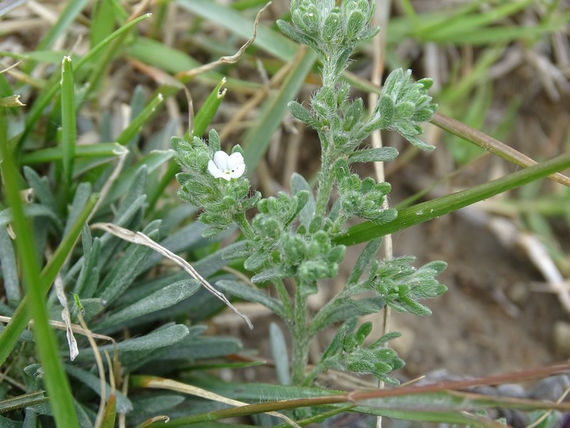 Mexican Saucerflower photo 6