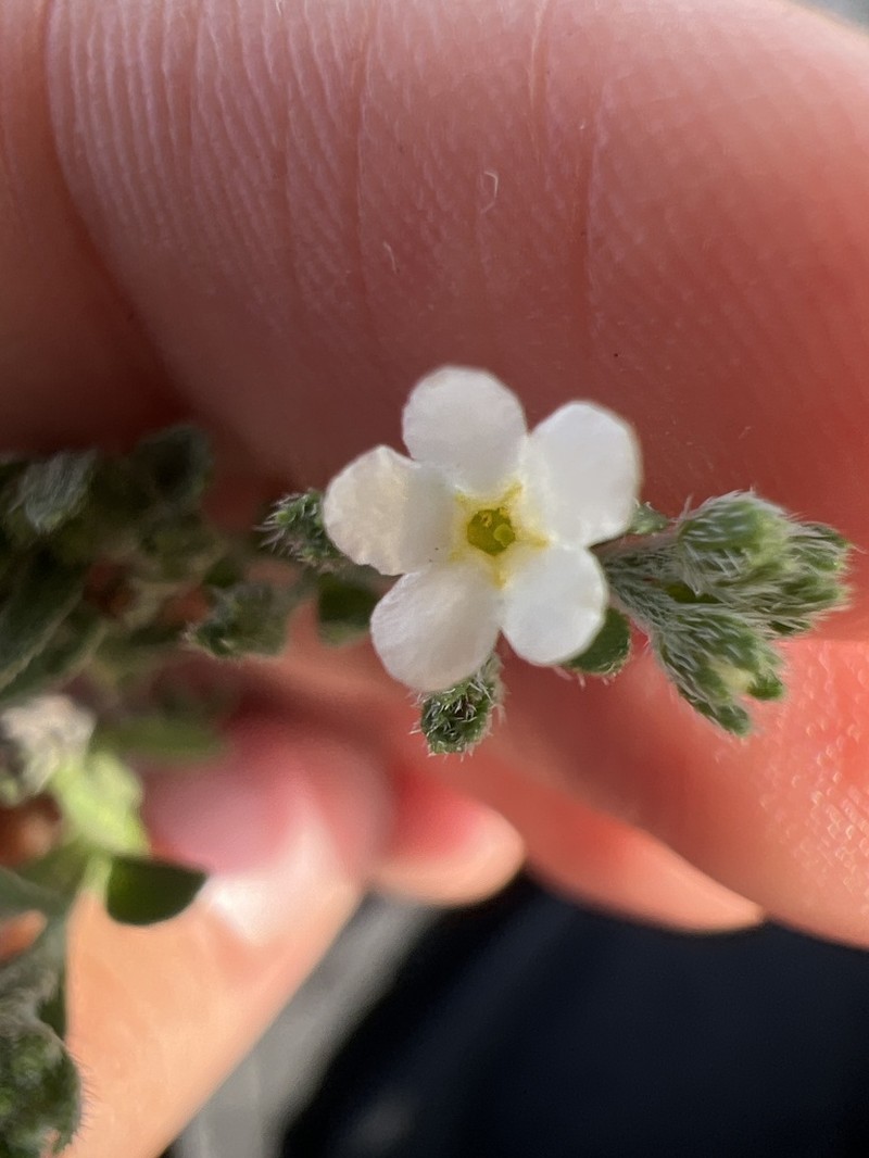 Mexican Saucerflower photo 7
