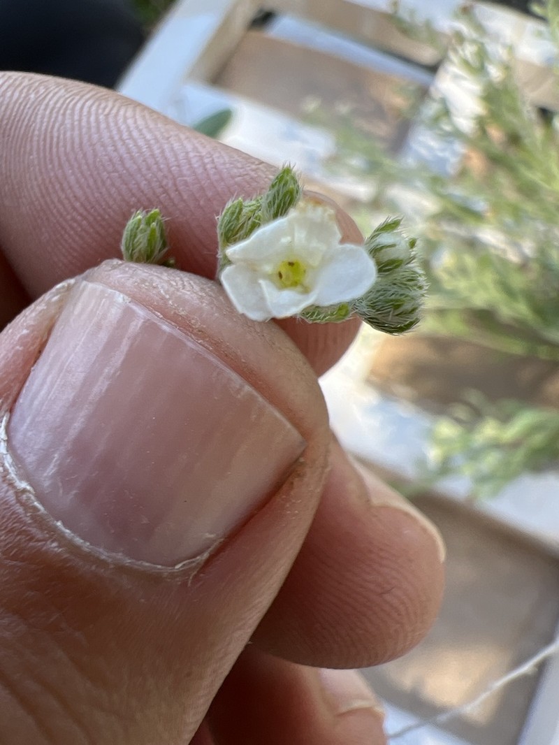 Mexican Saucerflower photo 8