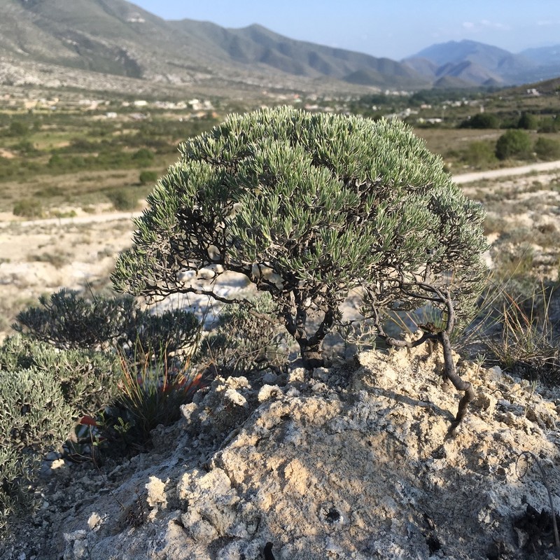 Antiphytum hintoniorum