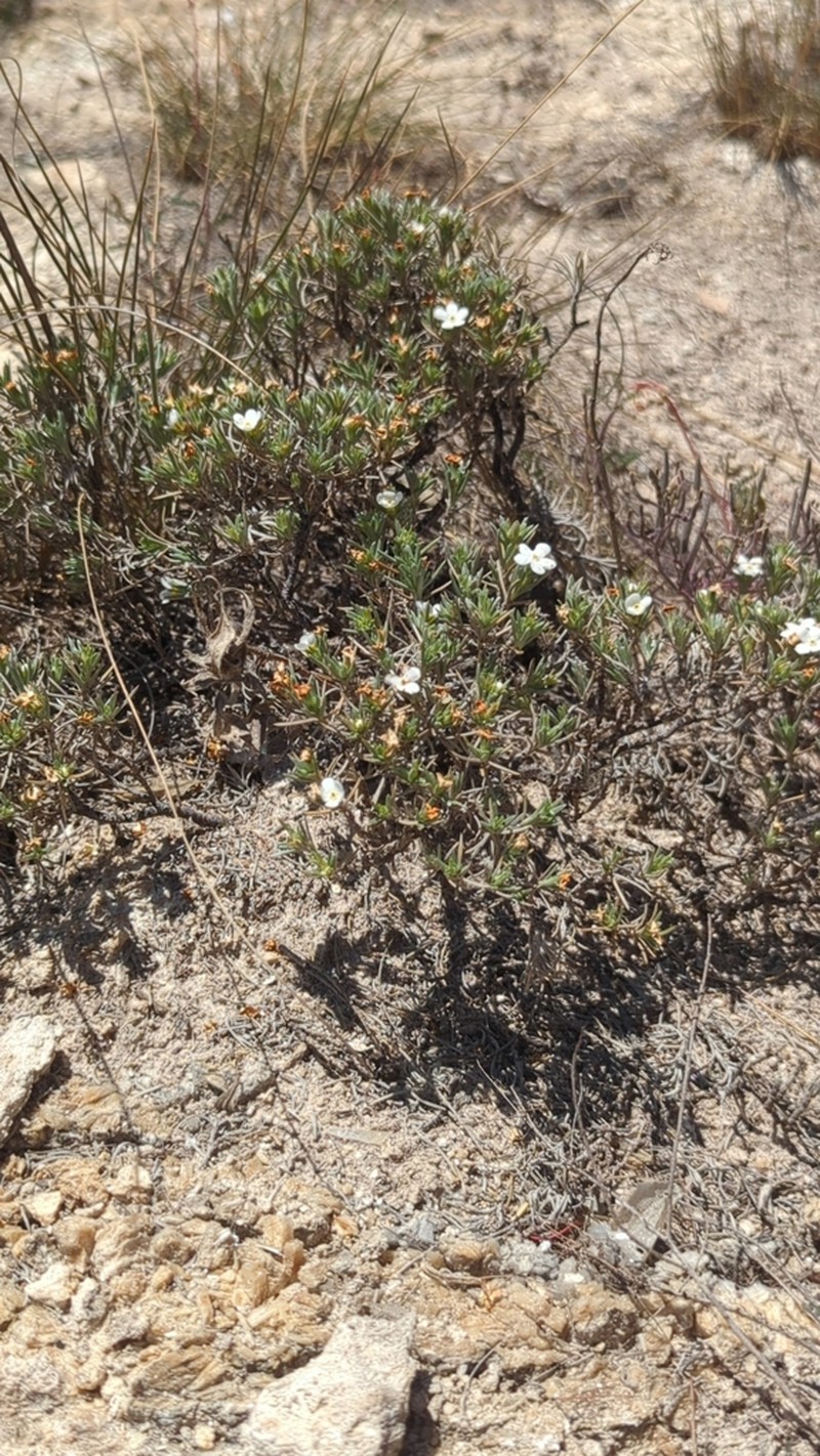Antiphytum hintoniorum photo 2