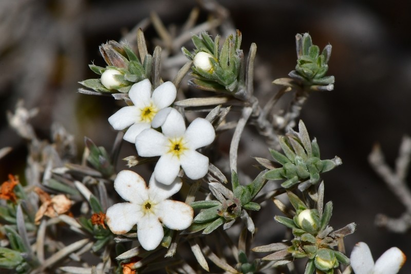 Antiphytum hintoniorum photo 3