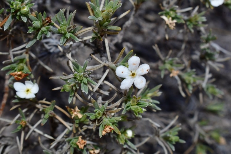 Antiphytum hintoniorum photo 4