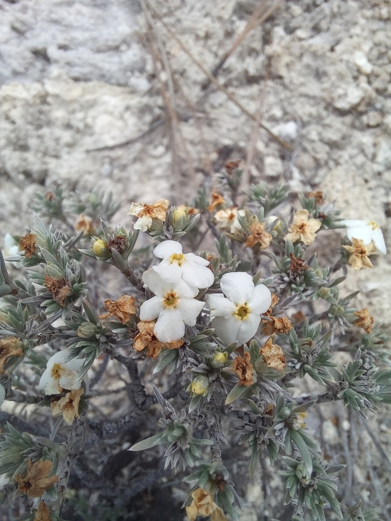 Antiphytum hintoniorum photo 5
