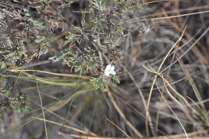 Antiphytum hintoniorum photo 6