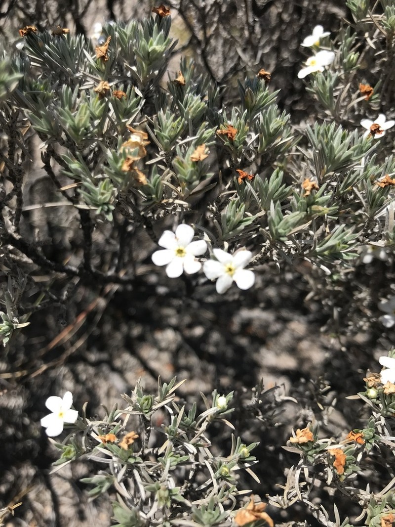 Antiphytum hintoniorum photo 7