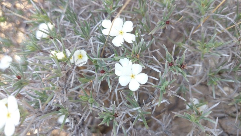 Antiphytum hintoniorum photo 8