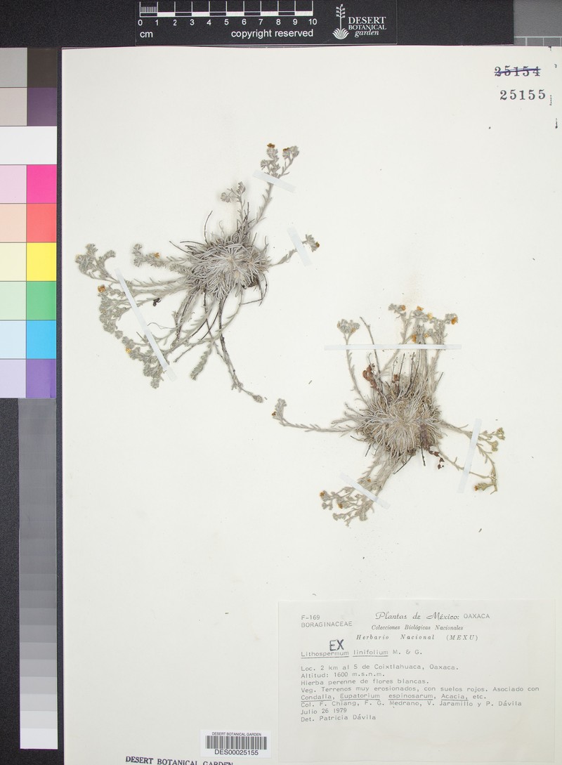 Antiphytum paniculatum