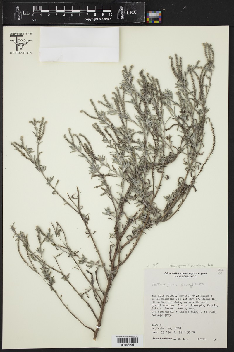 Antiphytum parryi photo 2