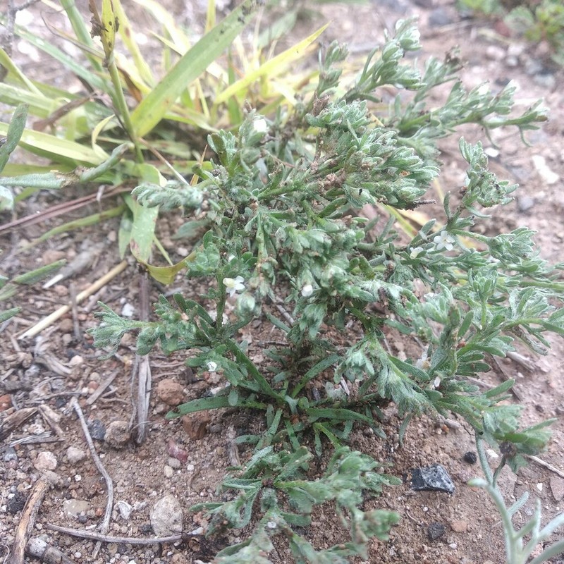 Antiphytum parryi