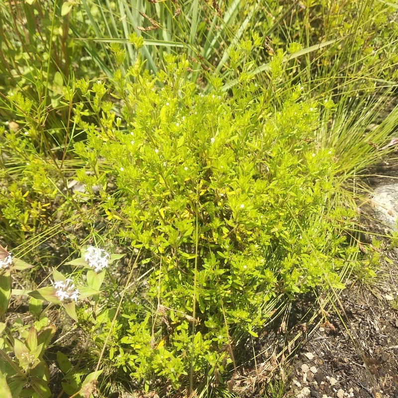 Antiphytum parryi photo 3