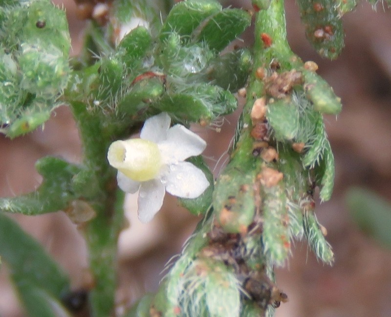 Antiphytum parryi photo 4