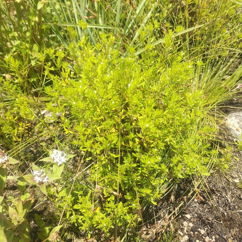 Antiphytum parryi photo 6
