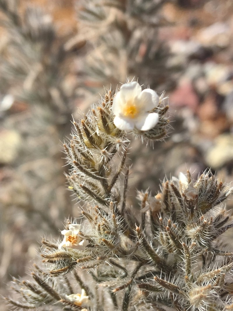 Antiphytum peninsulare