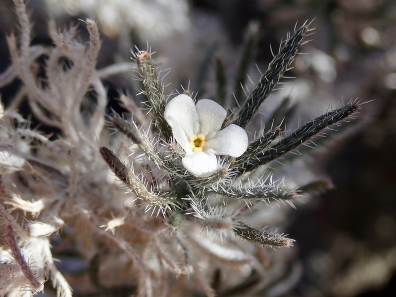 Antiphytum peninsulare photo 2