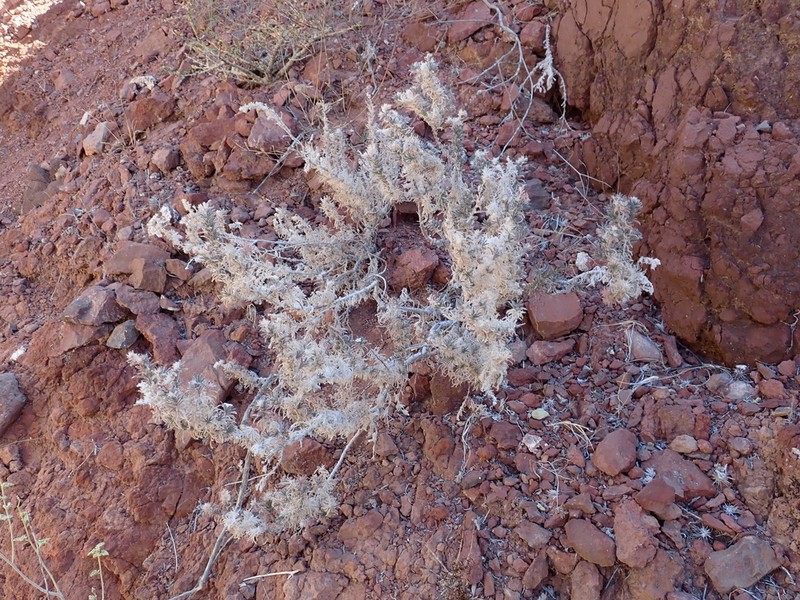 Antiphytum peninsulare photo 3