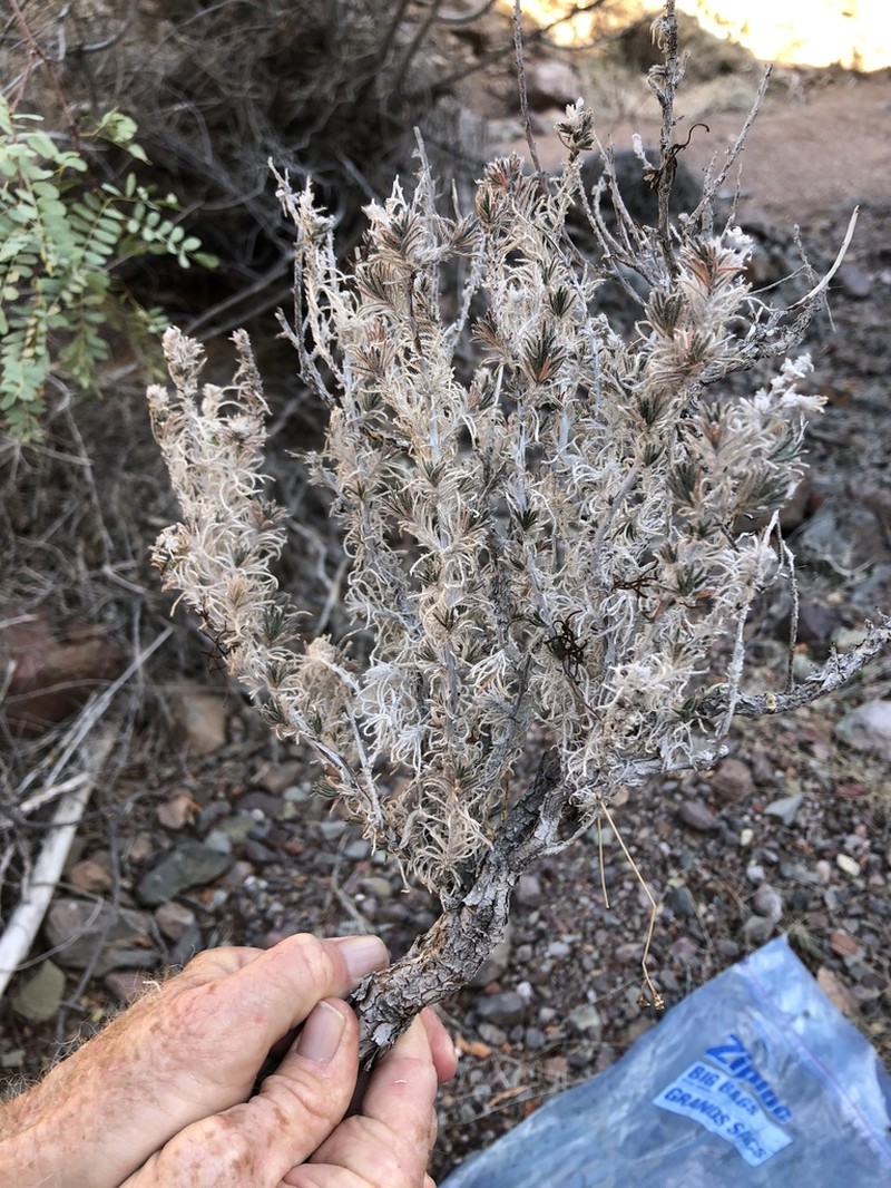 Antiphytum peninsulare photo 4