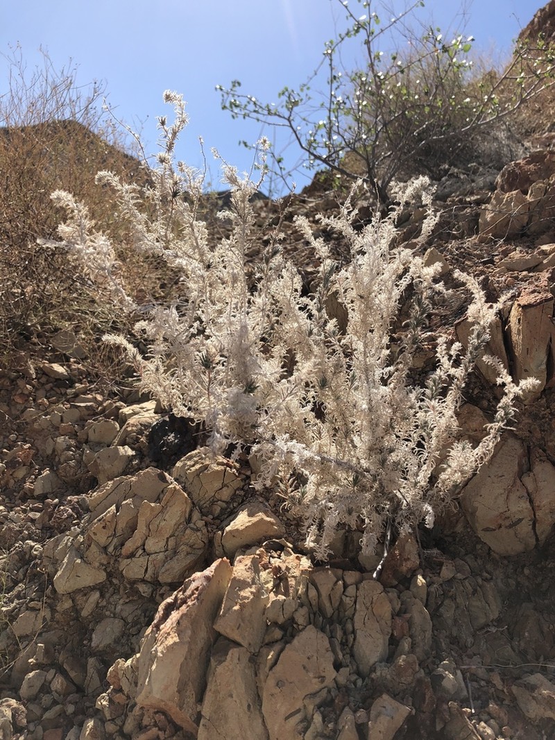Antiphytum peninsulare photo 5