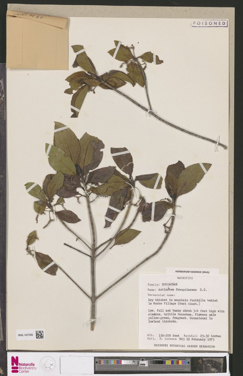 Antirhea bifida