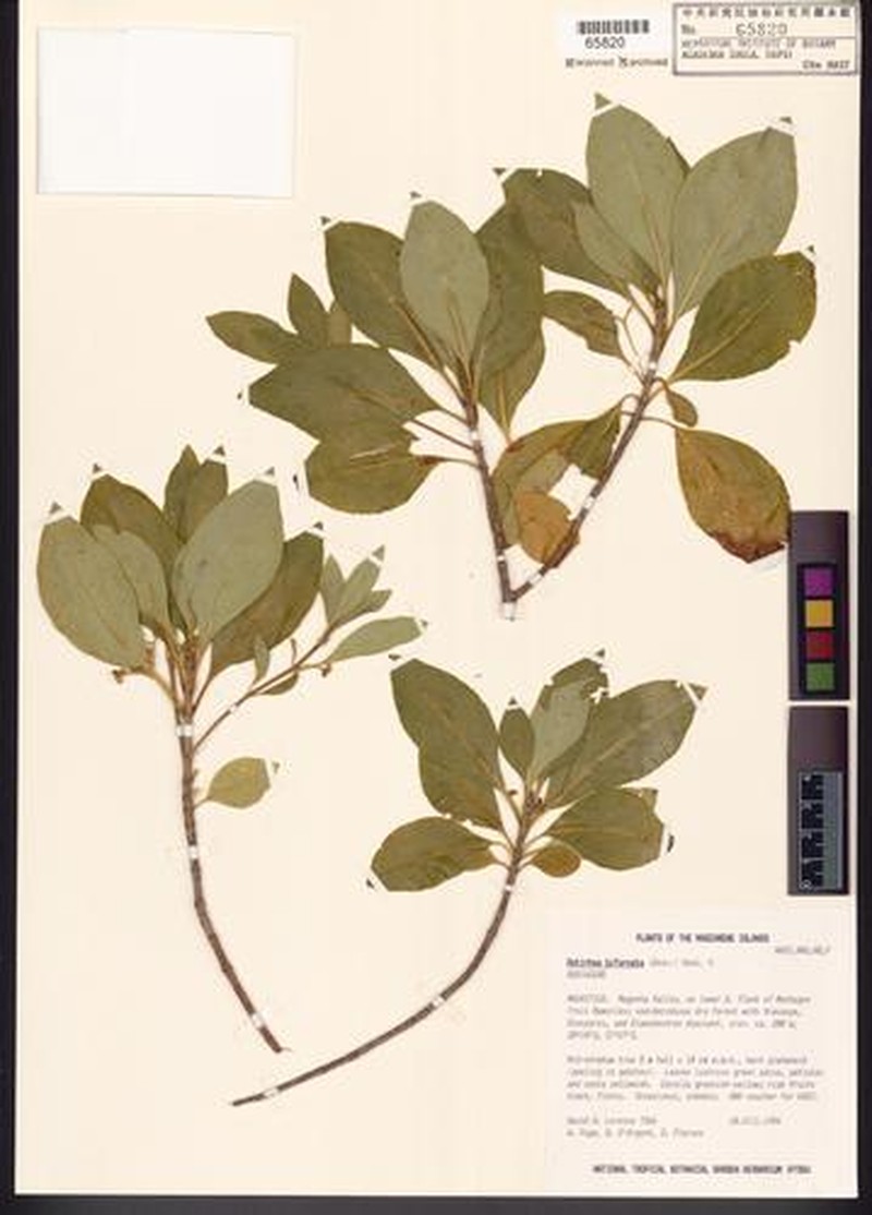 Antirhea bifurcata