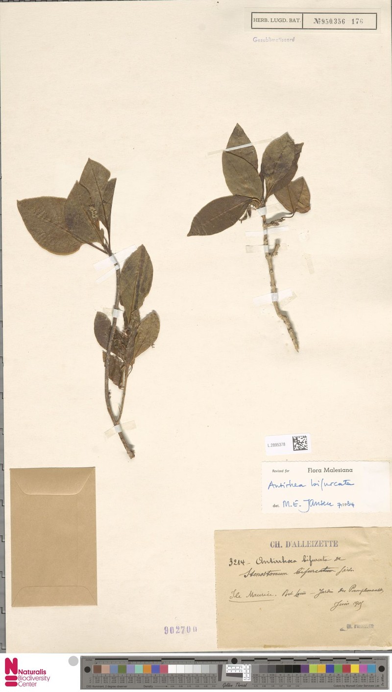 Antirhea bifurcata photo 2