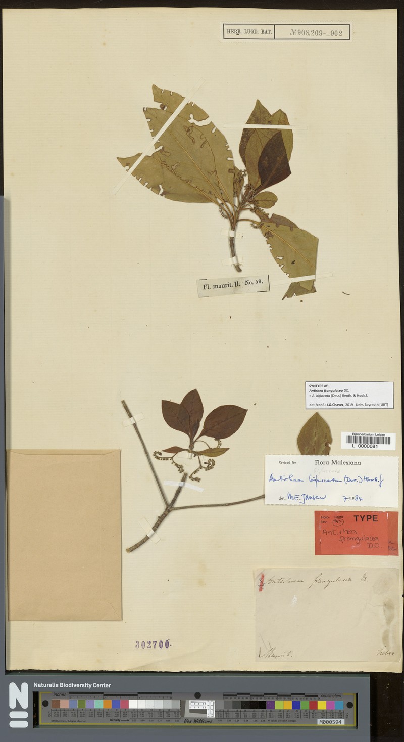 Antirhea bifurcata photo 3