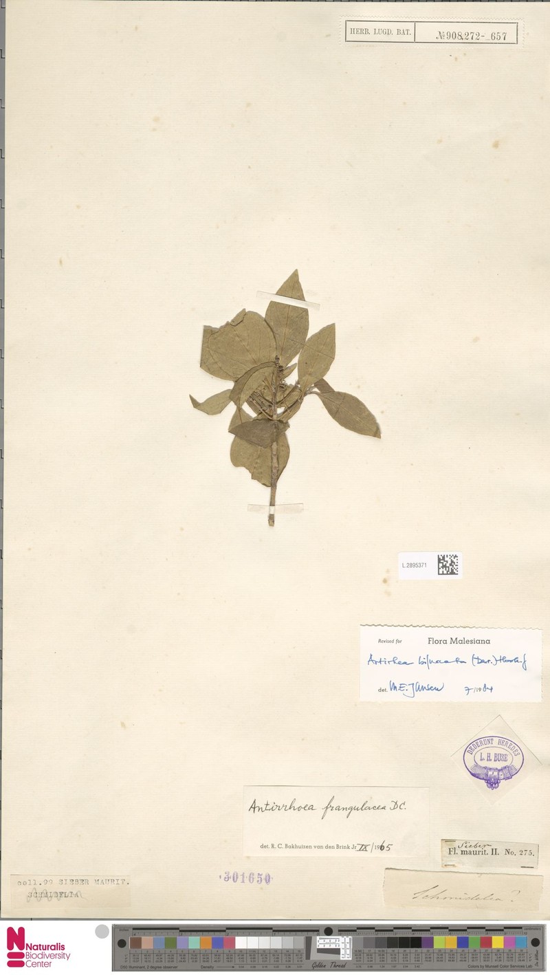 Antirhea bifurcata photo 4