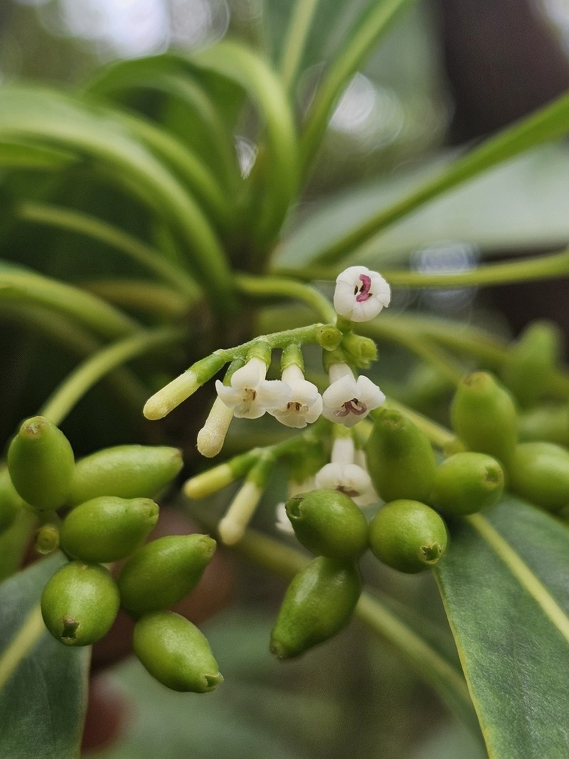 Antirhea borbonica