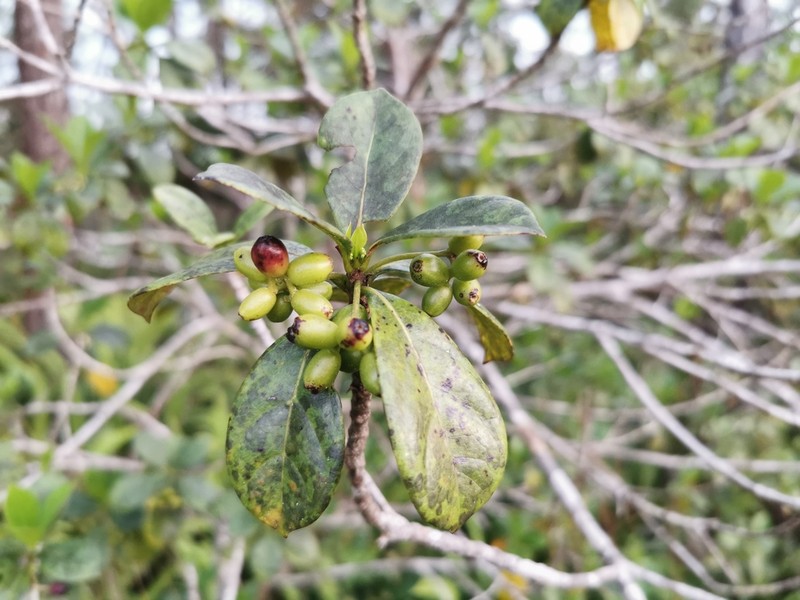 Antirhea borbonica photo 3