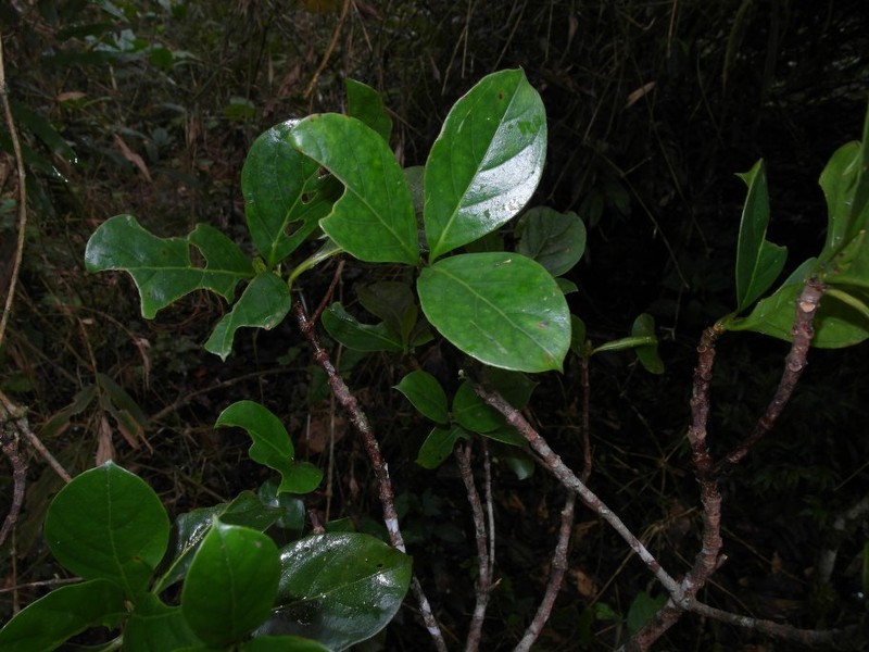 Antirhea borbonica var. borbonica