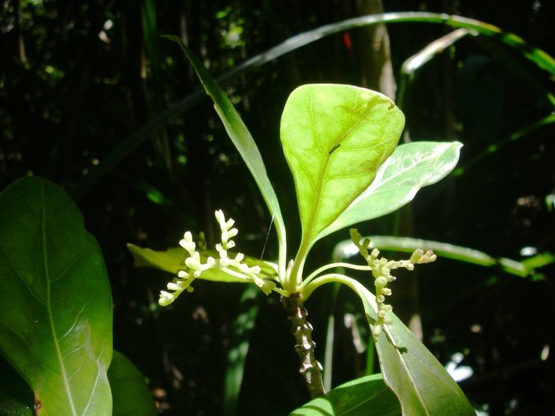 Antirhea borbonica var. duplidivisa