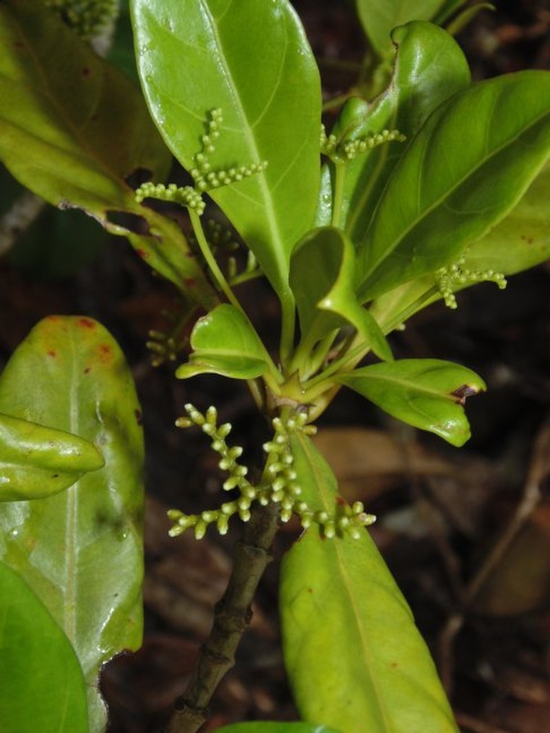 Antirhea madagascariensis