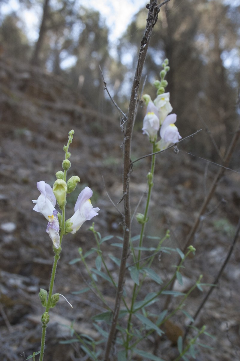 Antirrhinum × bilbilitanum